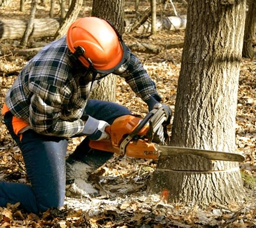 Tree Removal in Broomes Island, MD